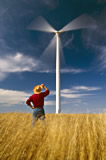 Man in wind-blown wheat field views a wind turbine