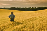 A man looks out over a maturing wheat field