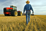 A man walks towards cultivating equipment in a field of grain stubble