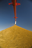 An auger stockpiles oats during the harvest