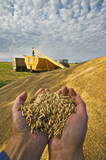 Hands holding oats temporally stockpiled outside