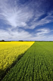 Canola and wheat patterns and sky with cirrus clouds