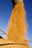 Soybeans being augured into a farm truck during the harvest