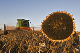 A combine harvests sunflowers