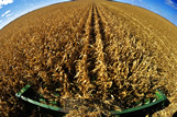 A combine header cuts feed corn