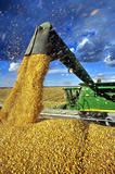 Feed corn being augured into a farm truck during the harvest